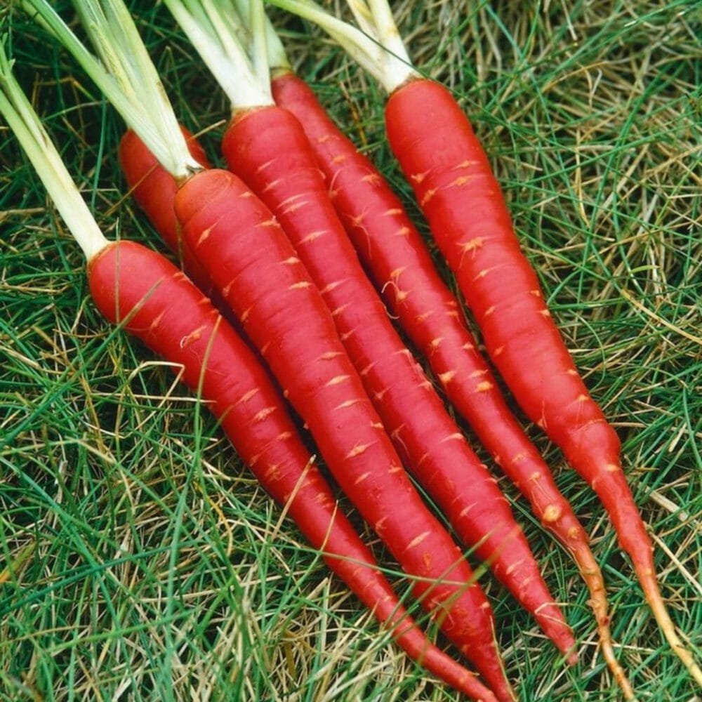 Heirloom Atomic Red Carrot Seeds