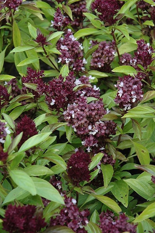 Thai Basil Herb Seeds
