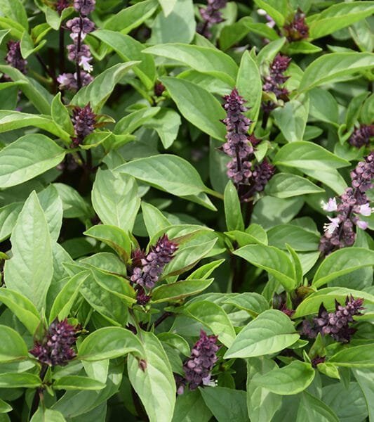 Thai Basil Herb Seeds Type 1 (Thiruneetru pachilai)