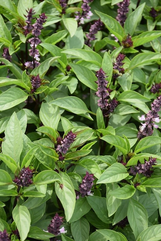 Thai Basil Herb Seeds Type 1 (Thiruneetru pachilai)