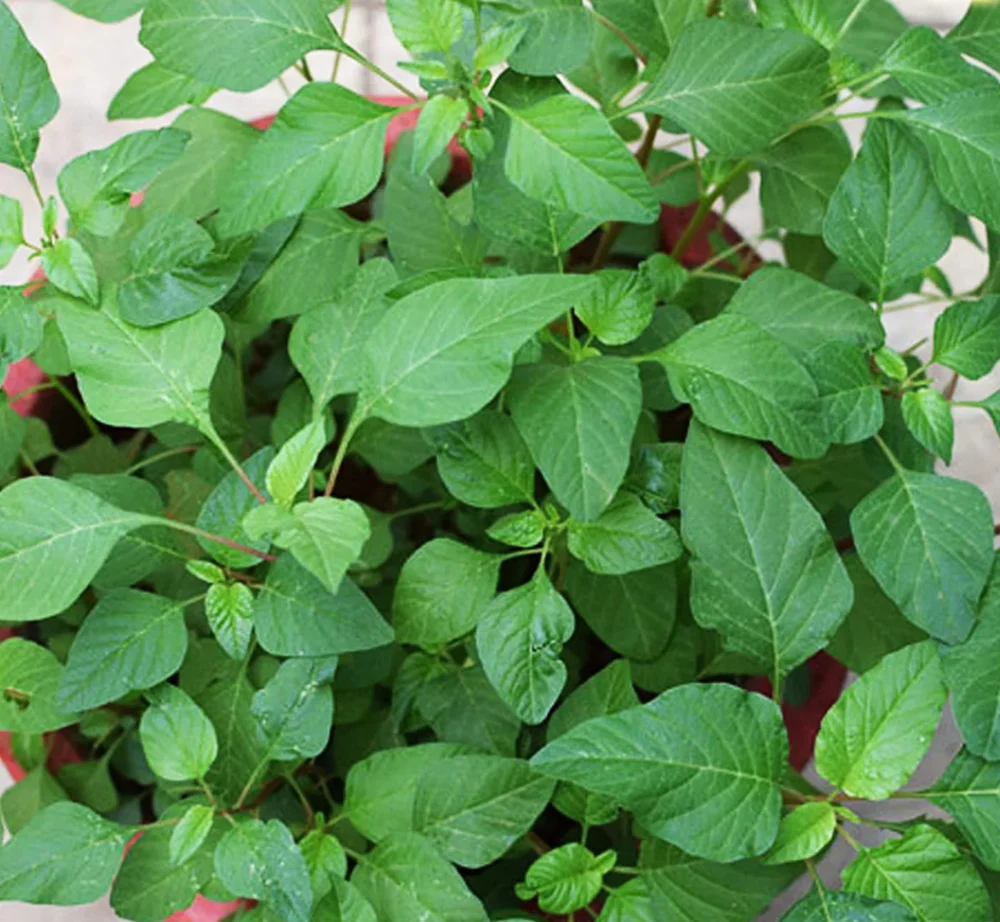 Arai Keerai Big - Multi Cut Spleen amaranth seeds