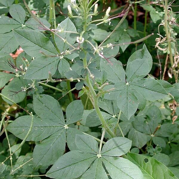 Cleome Gynandra vela keerai leafy vegetable seeds