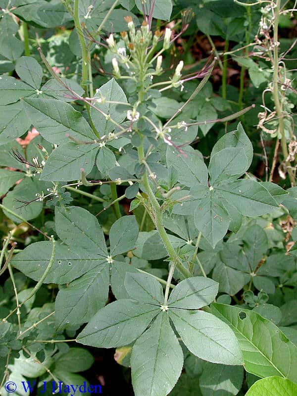 Cleome Gynandra vela keerai leafy vegetable seeds
