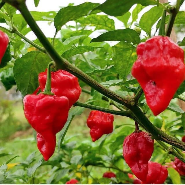 Heirloom Scotch Bonnet/Ghee Chilli Seeds - Image 2