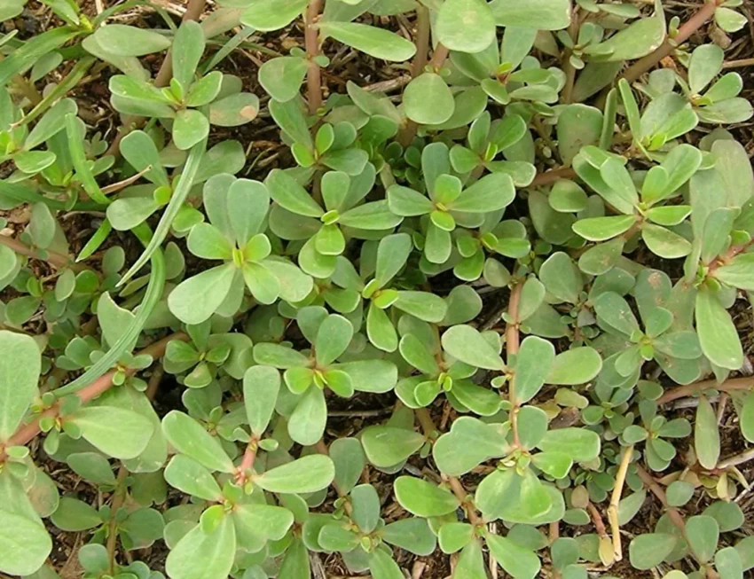 Purslane Paruppu Keerai seeds