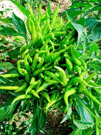 Surajmukhi Cluster Chilli open Pollinated Seeds