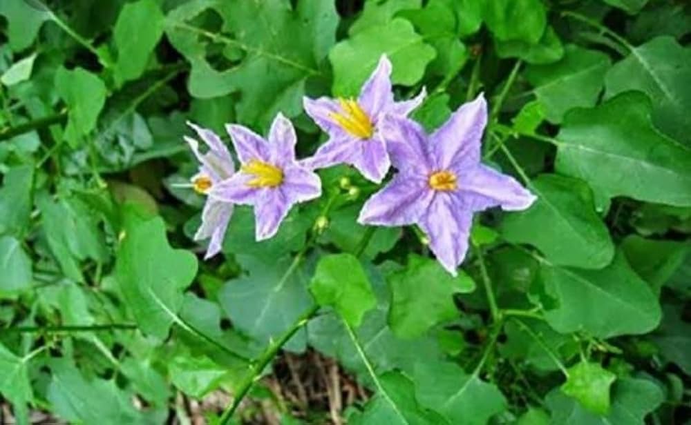 Thoothuvalai Keerai Solanum Trilobatum seeds - Image 2