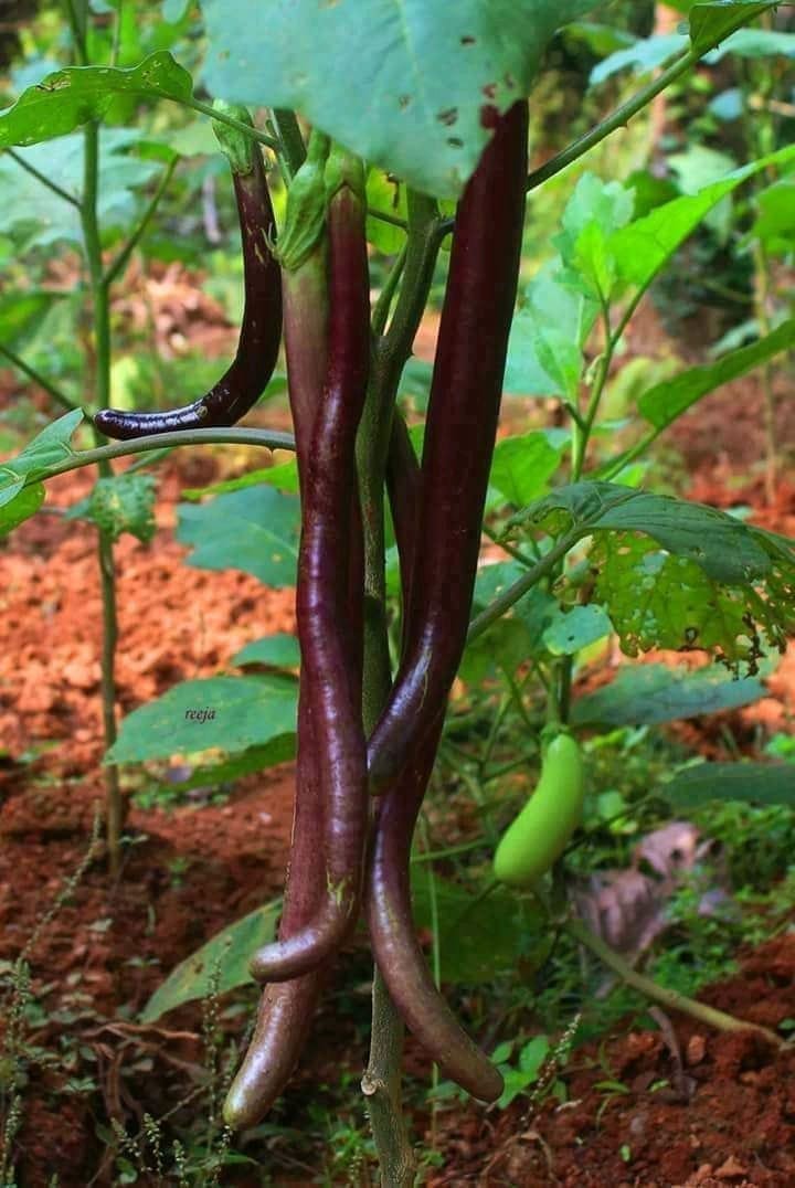 Kerala Vengeri Brinjal Native Seeds