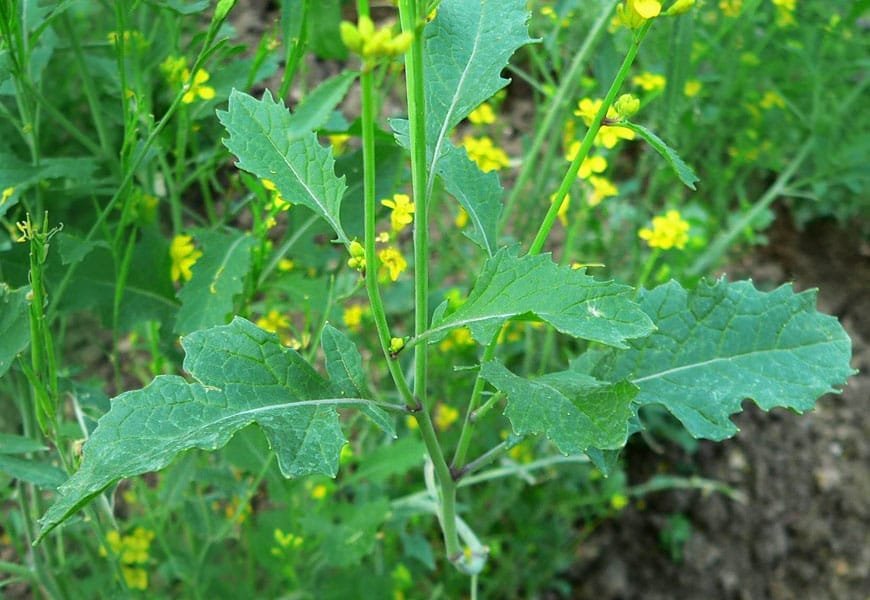 Indian black OP Mustard Seeds