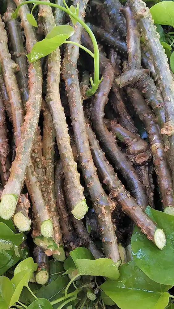 Giloy Tinospora cordifolia Live plant cuttings - Fever Cure