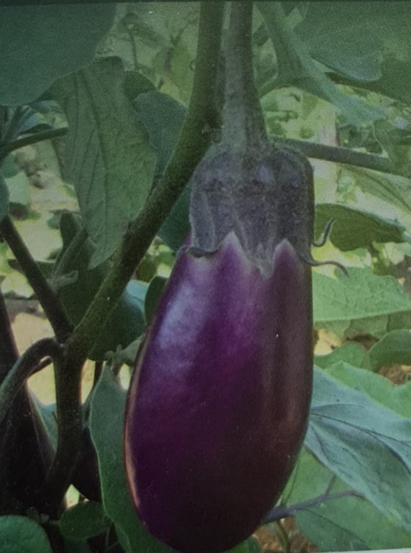 Annamalai Brinjal Organic Open Pollinated Seeds