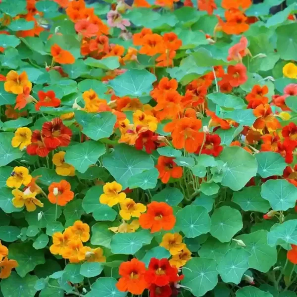 Nasturtium Alaskan Mix flower seeds