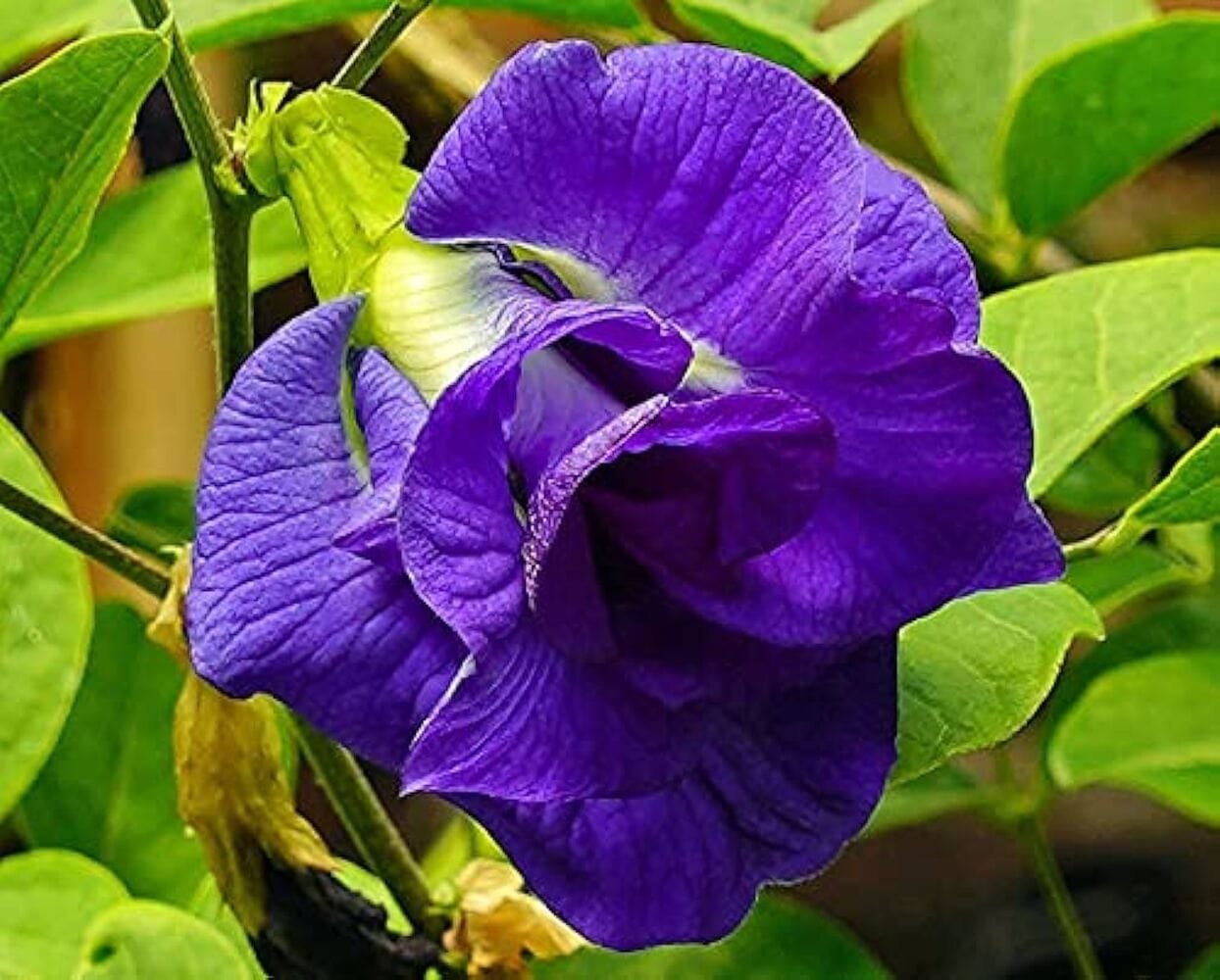 ButterFly Pea Blue Double Petal Aparajitha flower seeds