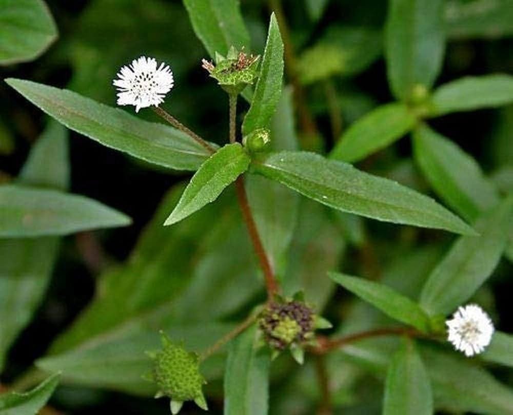 Bhringraj - Karisalankanni (False Daisy) seeds