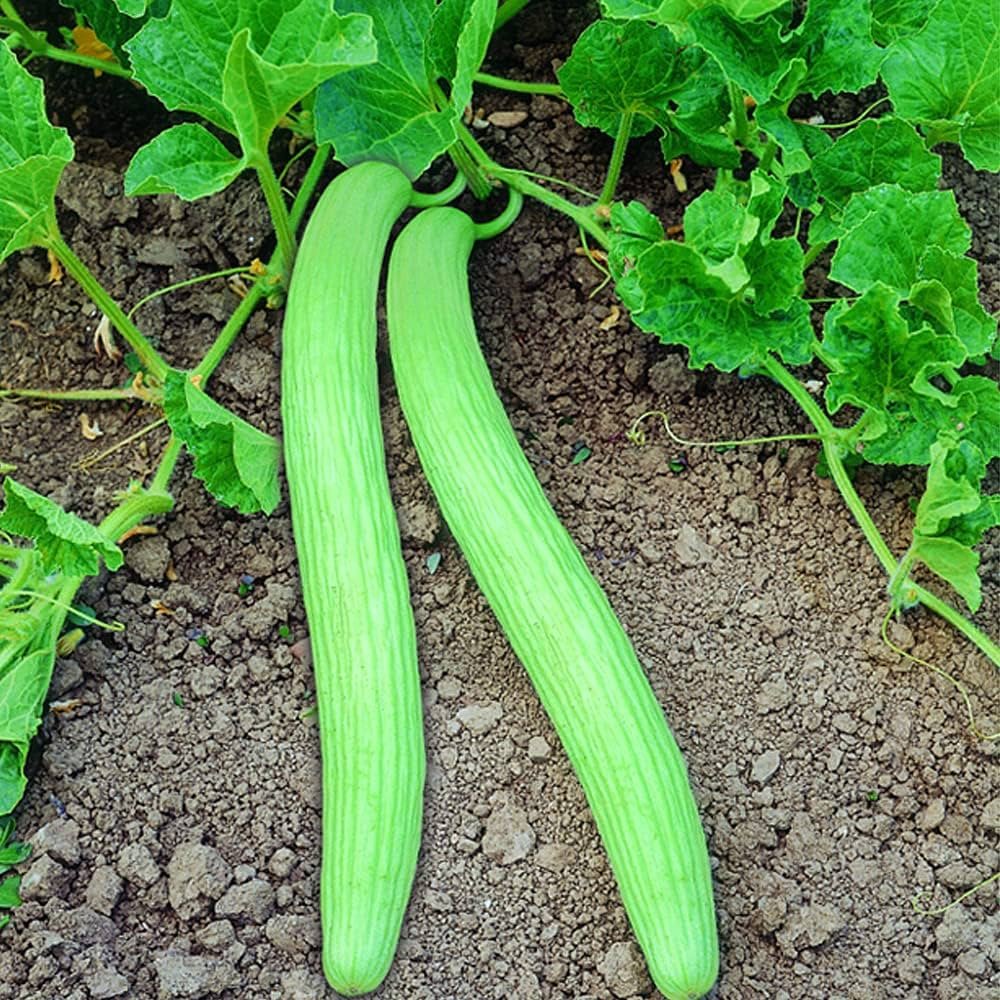 Heirloom Armenian Cucumber Seeds