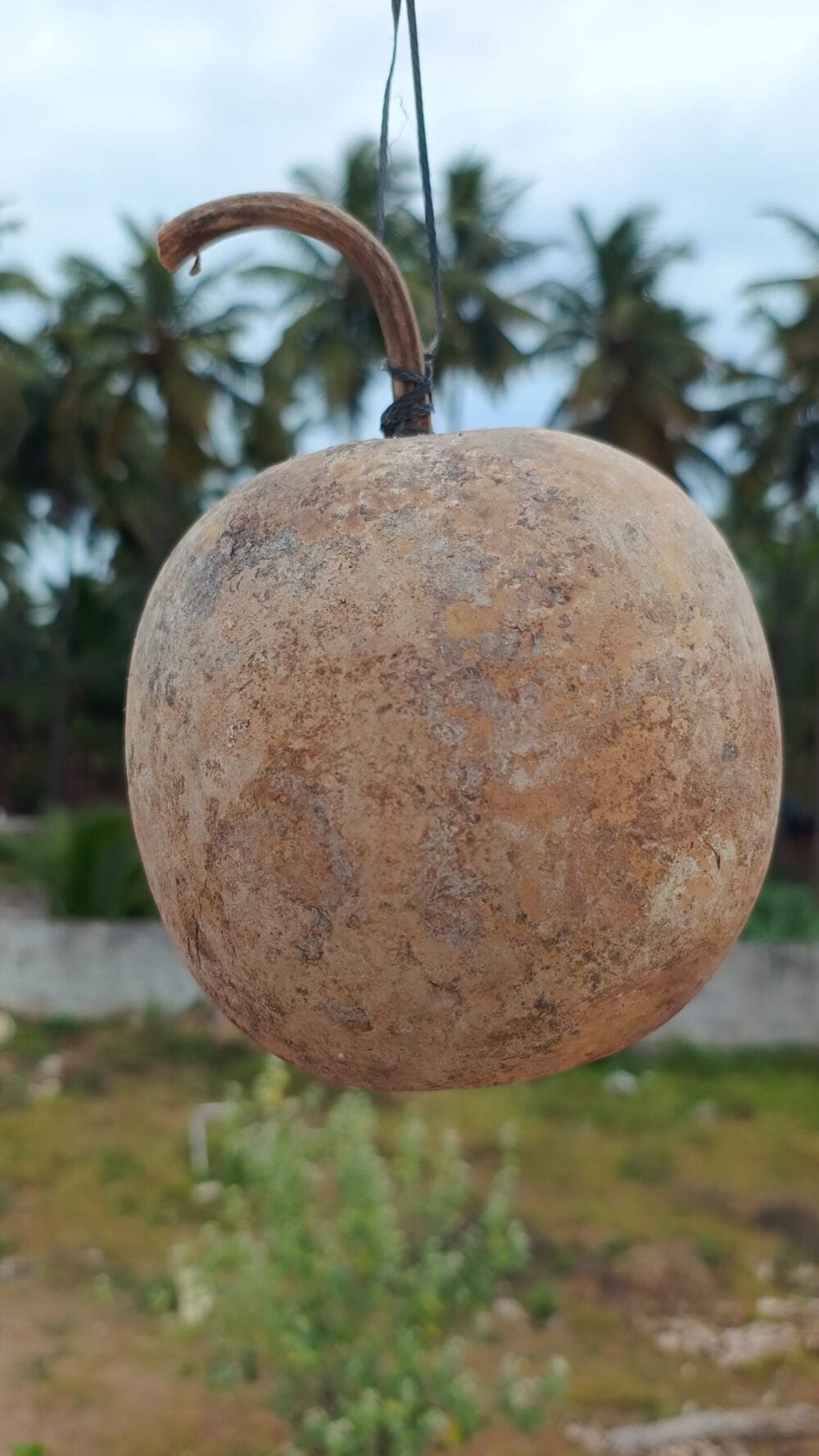 Kumbala Bottlegourd vegetable seeds