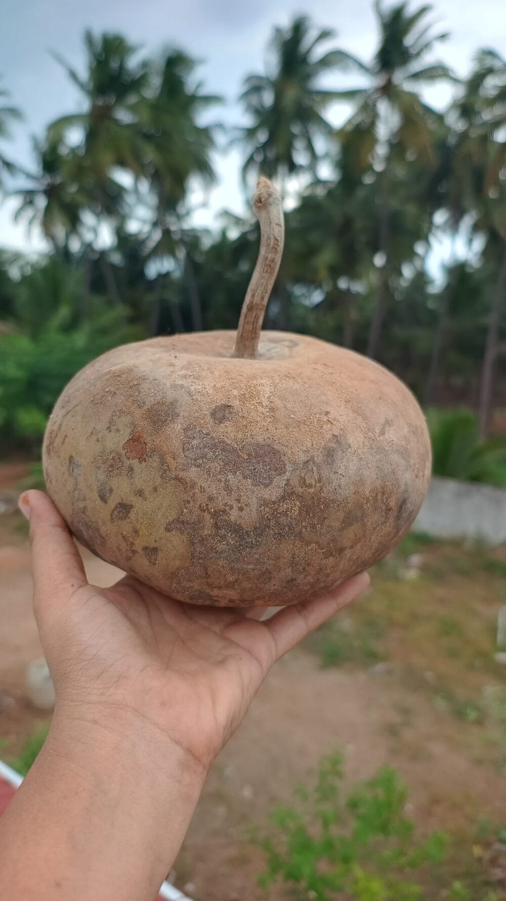 Kinnara Bottlegourd vegetable seeds
