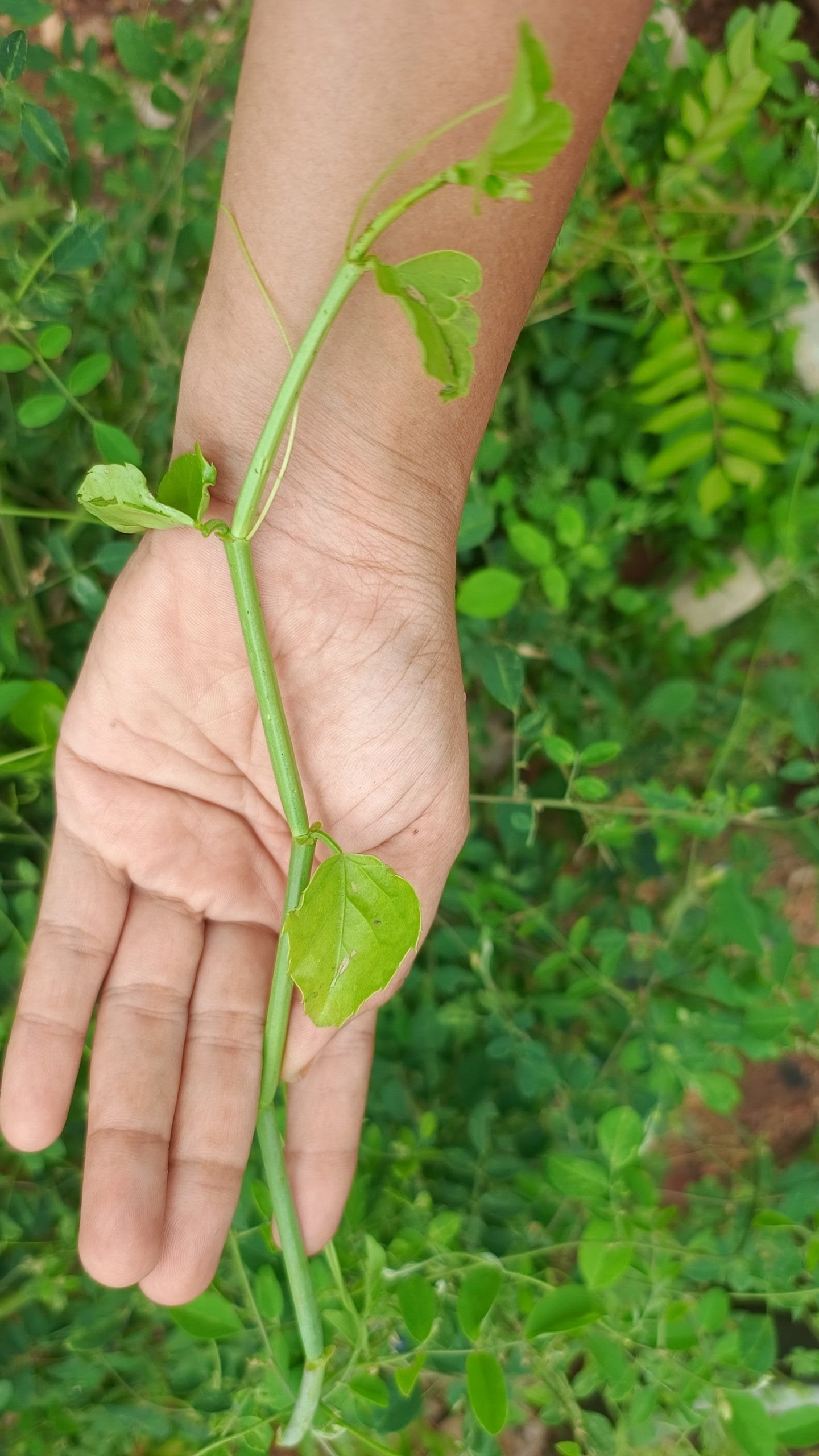 Veldt Grapes Urttu Pirandai (3)