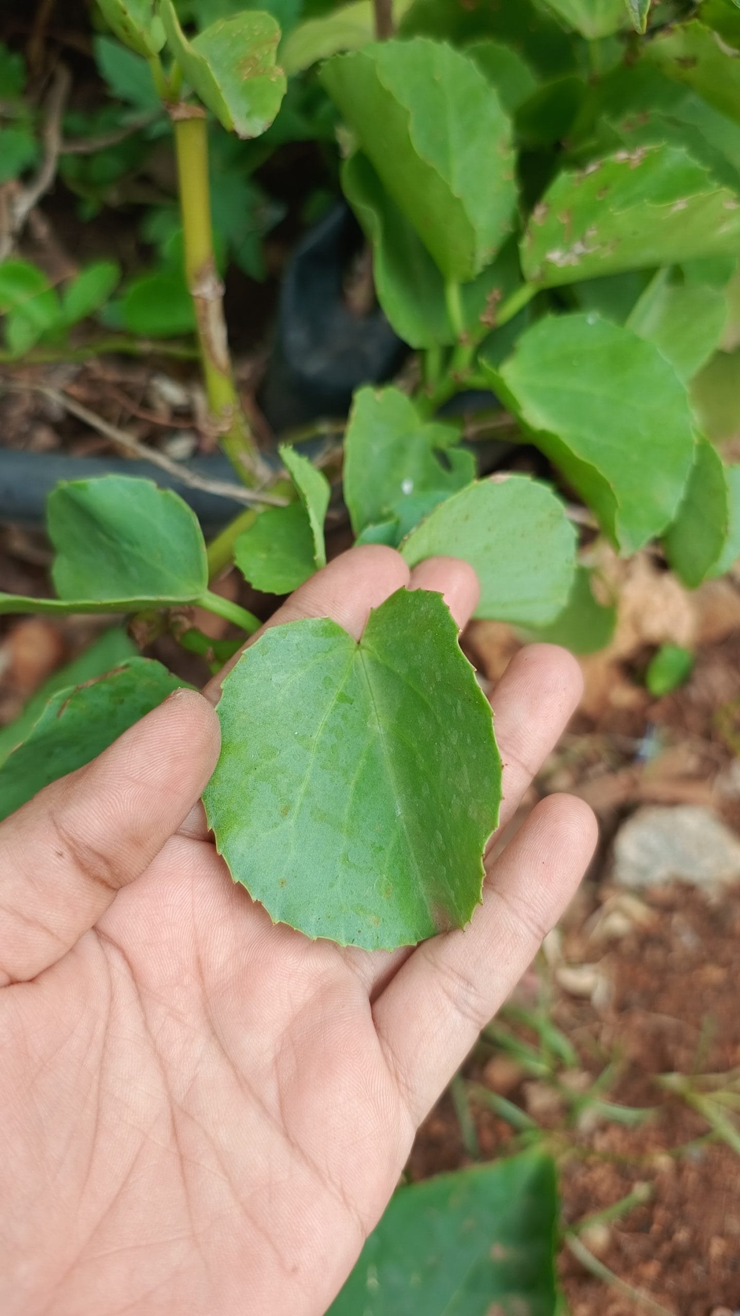 Veldt Grapes Leaf Pirandai (4)