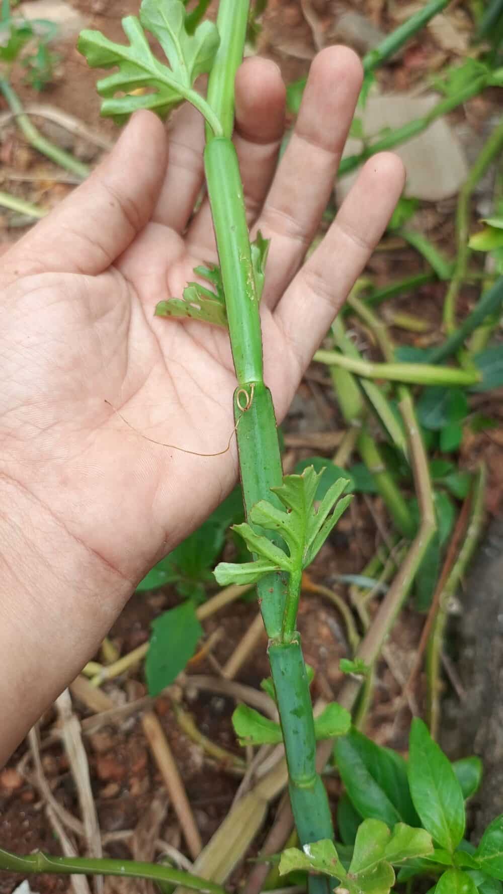 Veldt Grapes Pattai Pirandai