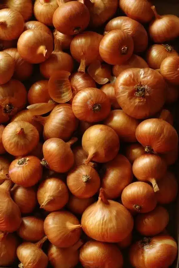 Orange Onion open pollinated seeds