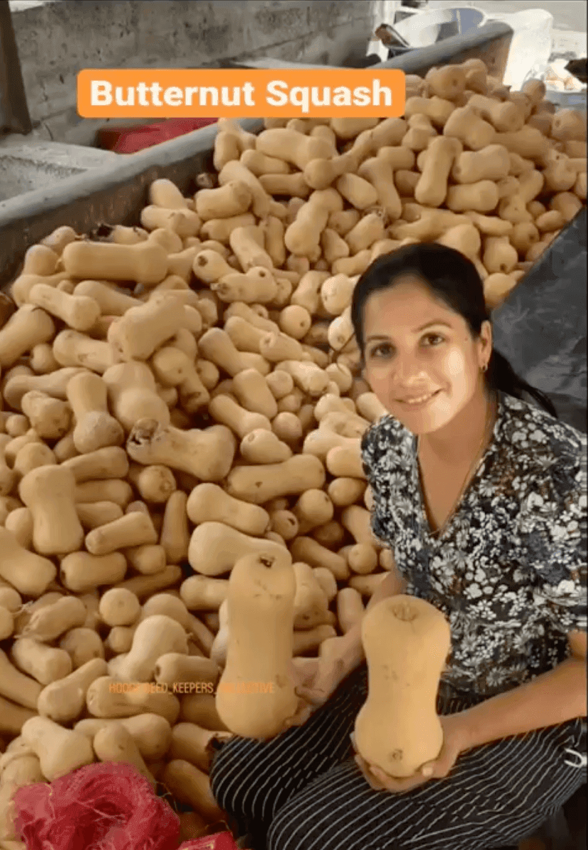 Heirloom Butternut Pumpkin Vegetable Seeds