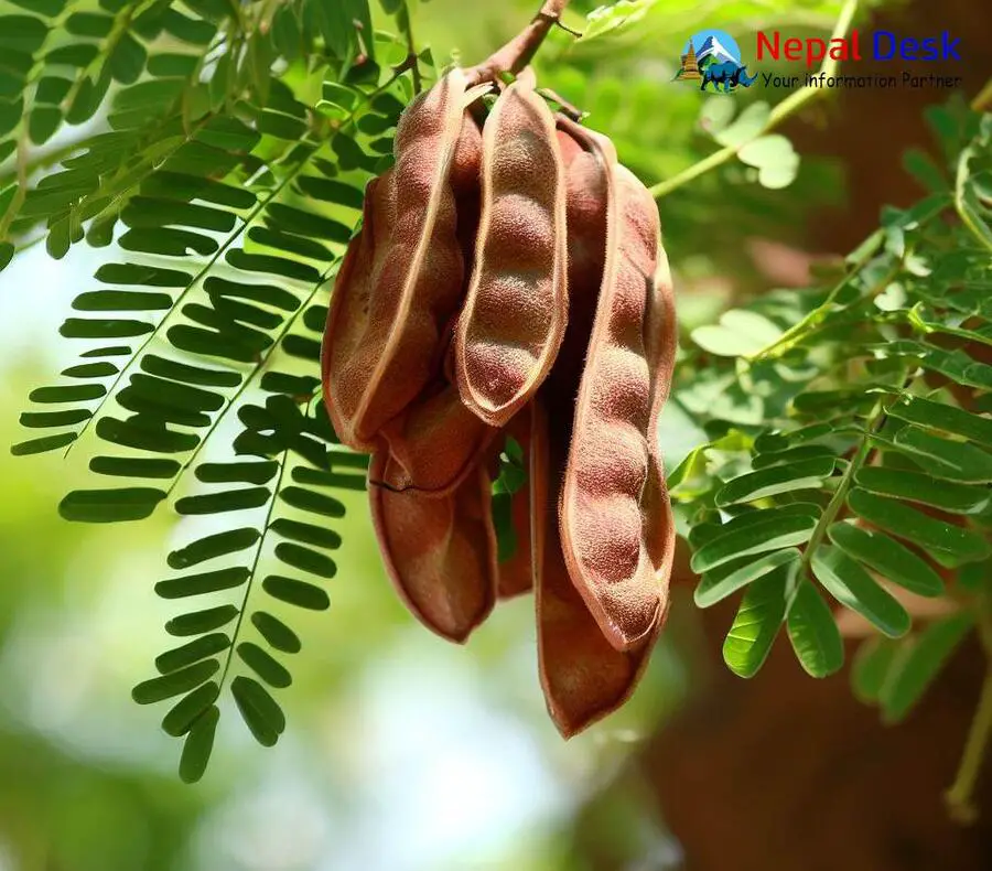 Seekakai Acacia consinna tree seeds