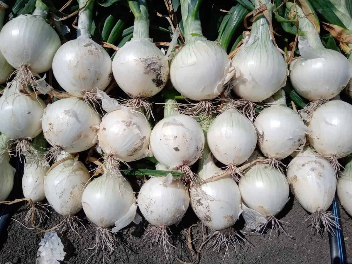 GI Tagged Native Alibaug White Onion seeds