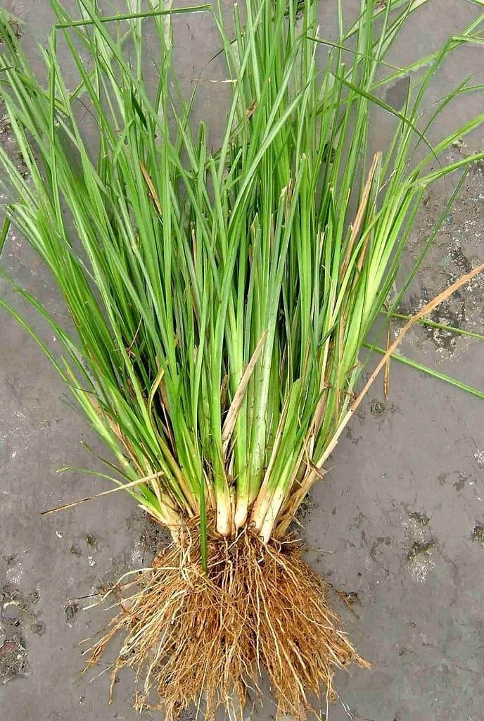 Premium Vettiver Live Plants Online