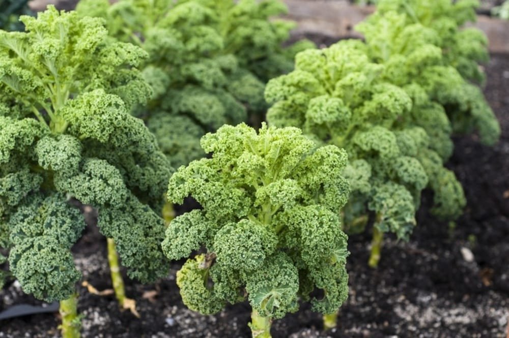 Kale Green open pollinated seeds