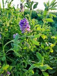 Premium Alfalfa Seeds Online