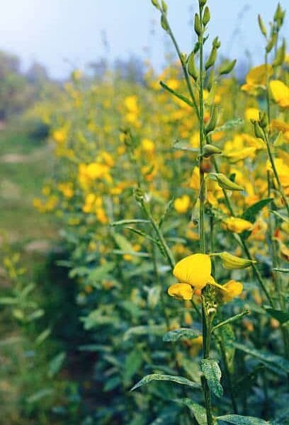 Sunhemp seeds for healthier soil