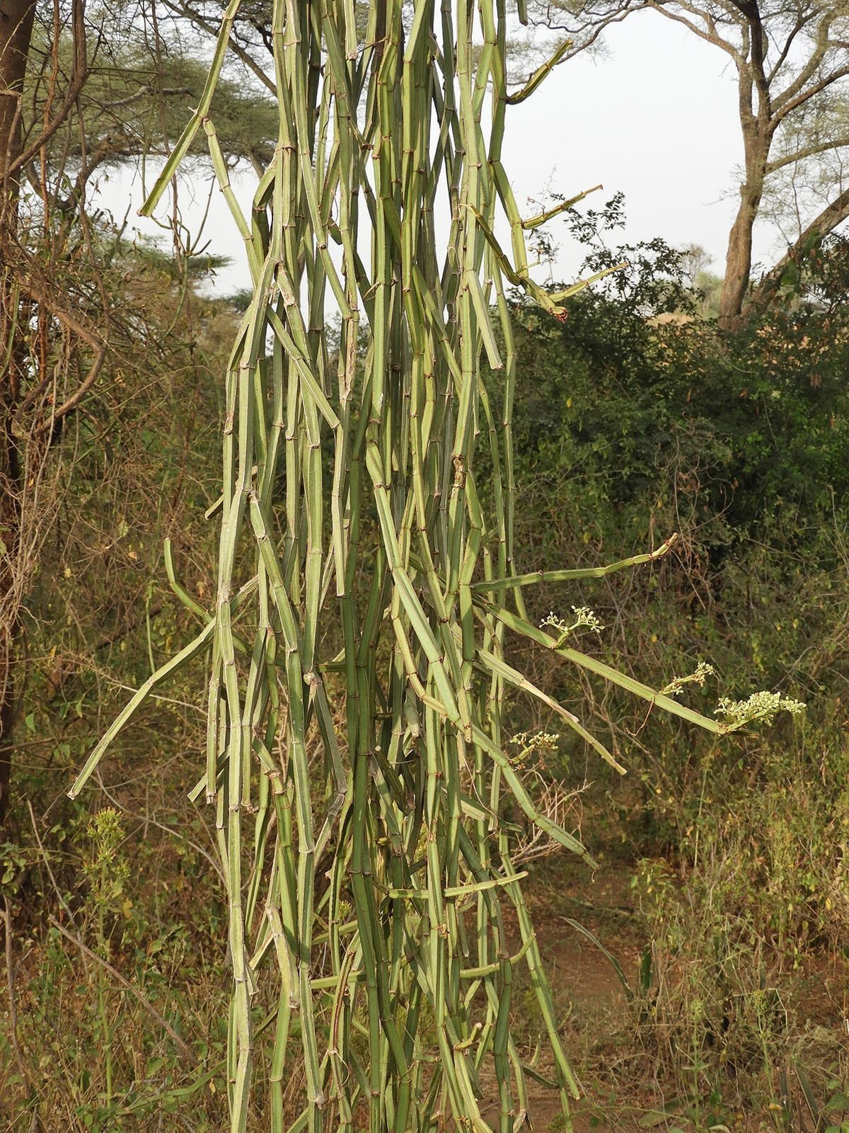 Veldt Grapes (Cissus quadrangularis)