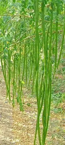 Srilanka native Drumstick Jaffna Yazhpana moringa seeds