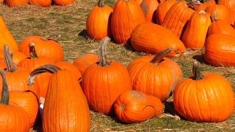 Heirloom Halloween Pumpkin Vegetable seeds