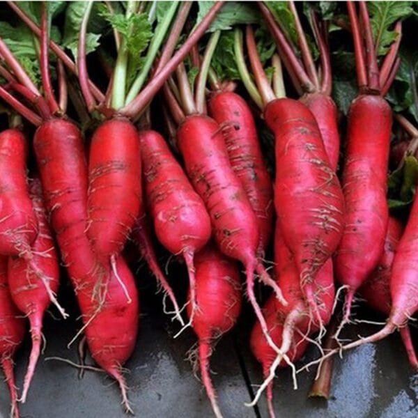 Radish Red Long open pollinated seeds