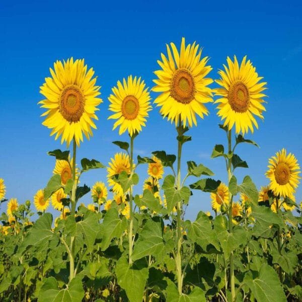 Sunflower open pollinated seeds