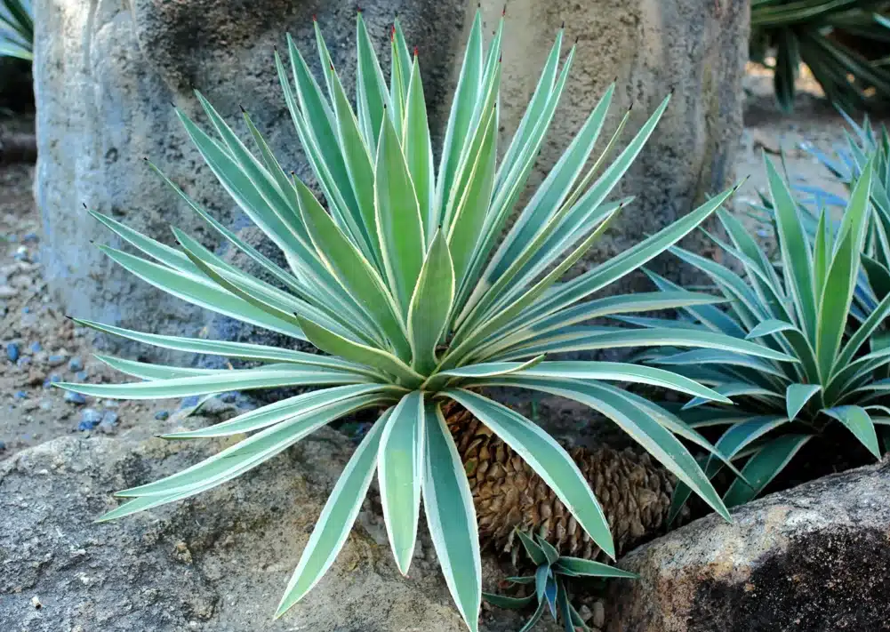 Agave Seeds