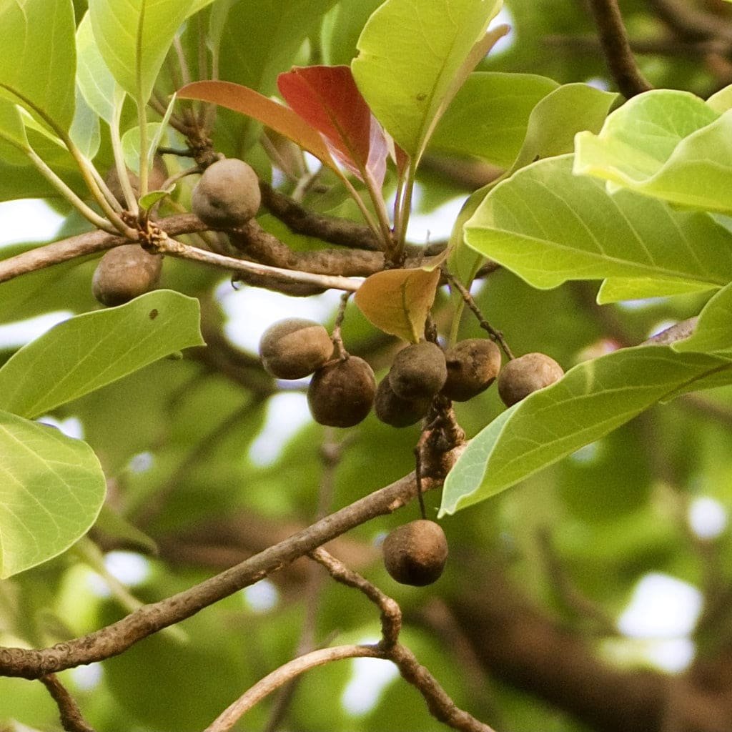 Terminalia bellirica Baheda tree seeds