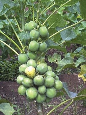 Bio Diesal (Jatropha)