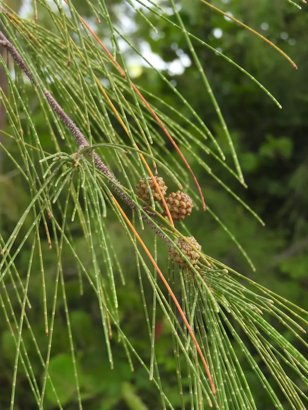 Horsetail Oak Casuarina equisetifolia tree seeds