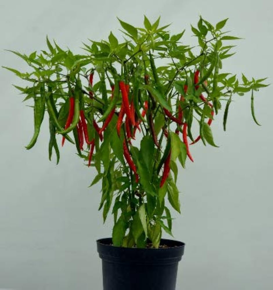 Pusa Jwala Chilli Open Pollinated Seeds