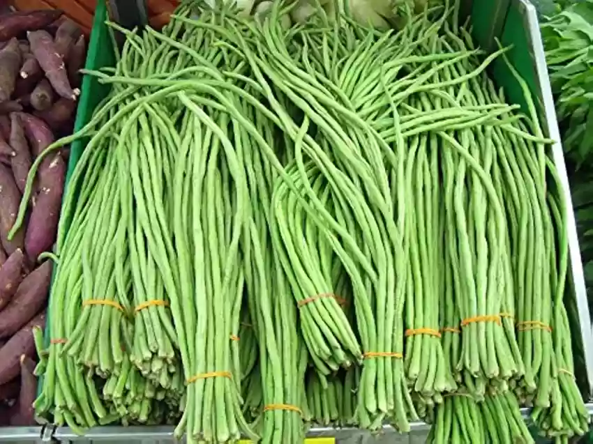 Bush Green CowPea Gardening Seeds