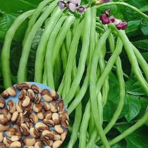 Bush Green CowPea Gardening Seeds - Image 2