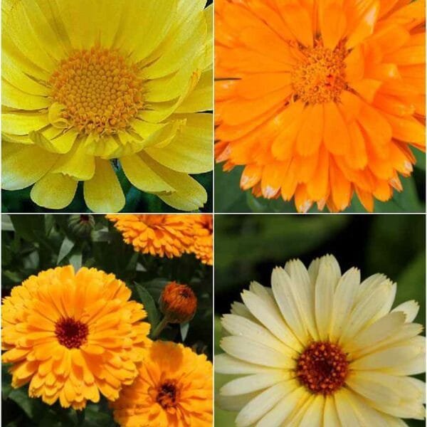 Calendula F.G Double Mix flower seeds