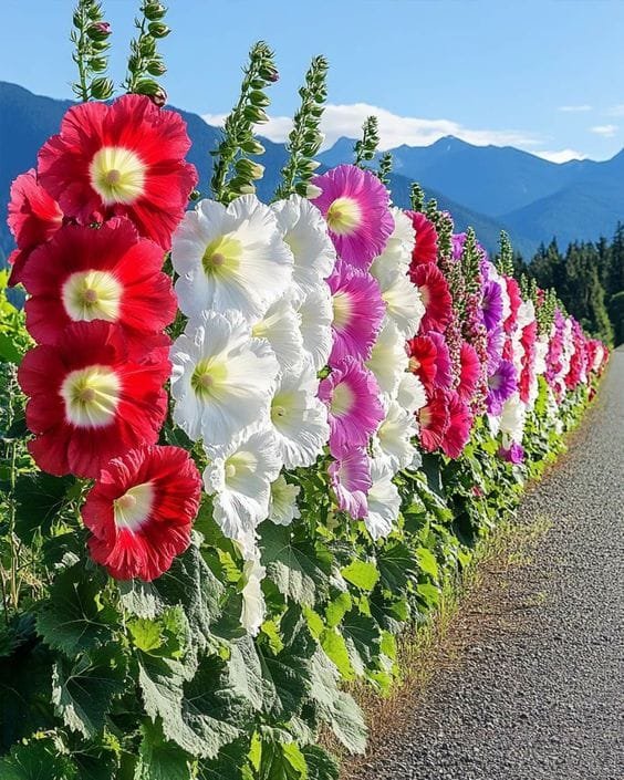HollyHocks Flower Dwarf seeds