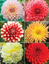 Dahlia open pollinated flower seeds