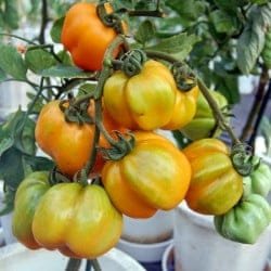 Yellow Stuffer open pollinated Tomato seeds