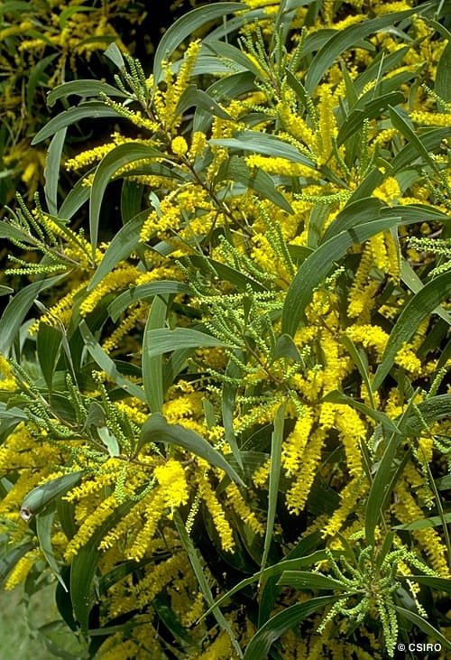 Acacia Auriculiformis Bengali Babul Tree Seeds