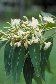 Eucalyptus Pilleta organic tree seeds